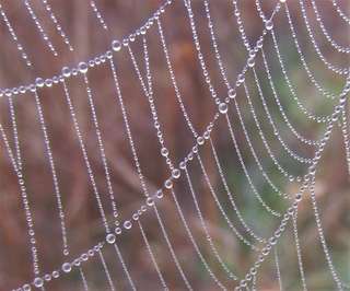 Image for the poem Once Upon A Misty Morning