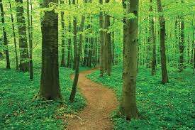 Image for the poem the forested path of wisdom