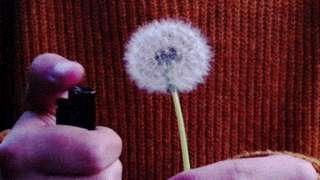 Image for the poem Dandelions in Spring