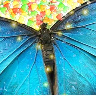 Image for the poem Butterflys Dream 