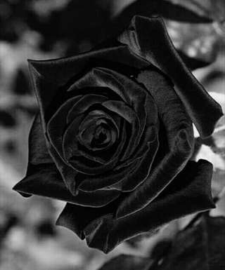 Image for the poem Black Rose.