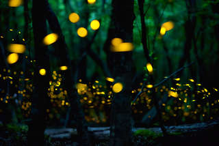 Image for the poem Fireflies