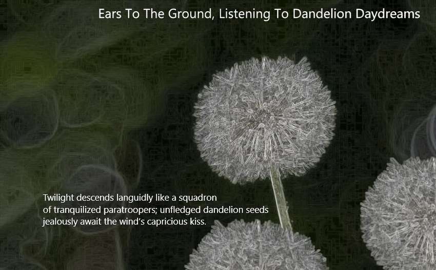Visual Poem Ears To The Ground, Listening To Dandelion Daydreams