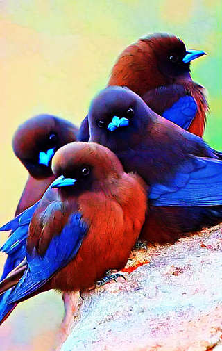 Image for the poem Little birds