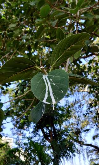 Image for the poem Tribulation of a Tree