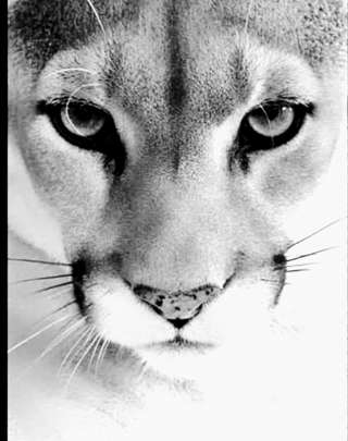 Image for the poem Cougar