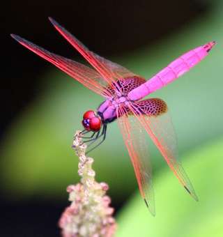 Image for the poem Libellula