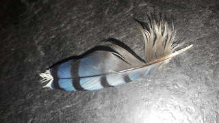 Image for the poem I Found A Feather 