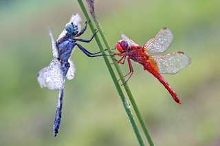 Image for the poem MY DRAGON FLY 