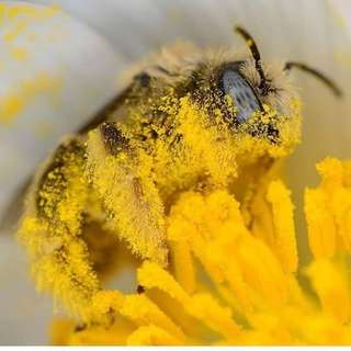 Image for the poem Honeybee Haiku