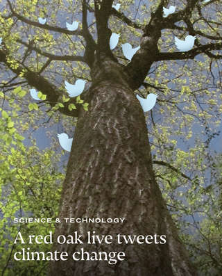 Image for the poem Talking Tree From Boston 