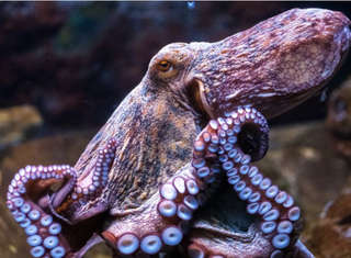 Image for the poem Octopus 🐙 