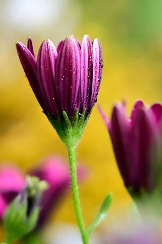 Image for the poem Flower Girl