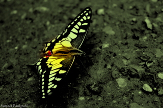 Image for the poem life as a butterfly