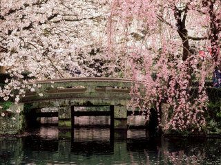 Image for the poem Cherry Blossom