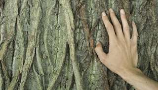 Image for the poem Scarred Bark