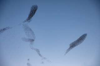 Image for the poem MURMURATION
