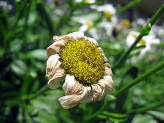 Image for the poem Weeds