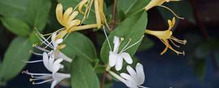 Image for the poem Honeysuckles 