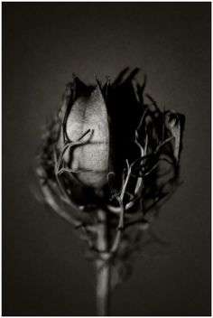 Image for the poem THE PERENNIAL APOCALYPSE