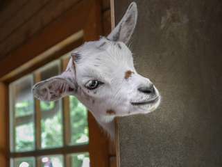 Image for the poem Gloria The Goat