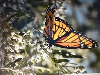 Image for the poem Viceroy butterfly (daVid)