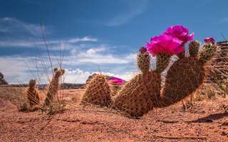 Image for the poem Desert flower