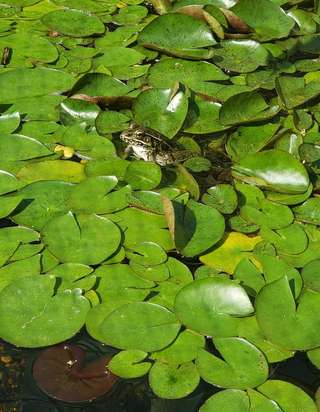 Image for the poem Frogs & Wisdom 