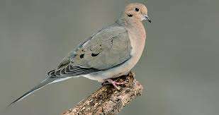 Image for the poem Waking with the Mourning Doves