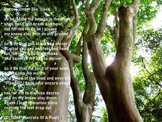 Image for the poem Encore Under The Trees