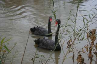 Image for the poem Black Swans Night Call with KristinaX 