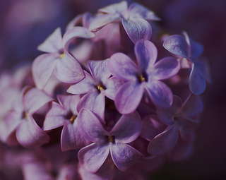Image for the poem Lilac Dreams