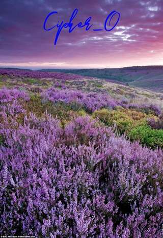 Image for the poem Fields of Heather