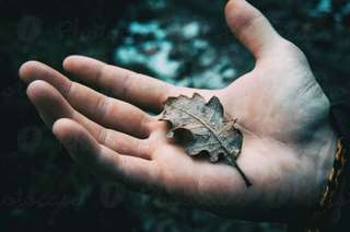 Image for the poem    Explaining to a leaf.... [freeverse]