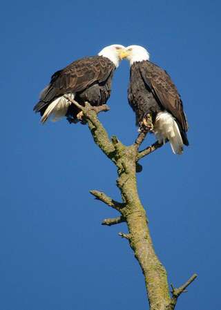 Image for the poem Eagle (+) Eagle