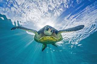 Image for the poem Sea Turtles & See Turtles