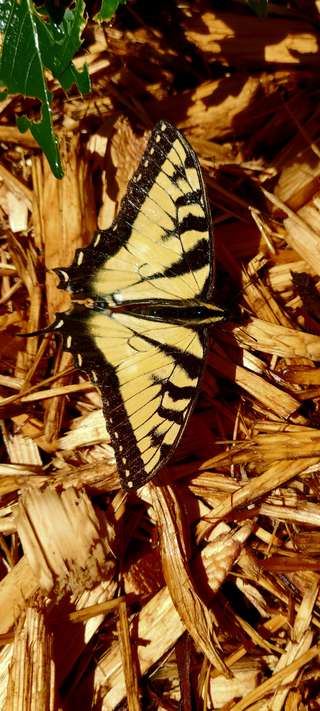 Image for the poem swallowtail 