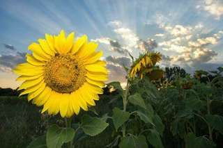 Image for the poem Sunflower Sunsets ( Quatern Refrain)