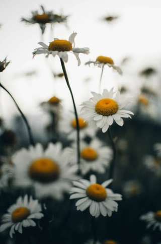 Image for the poem The daisies and the wind 