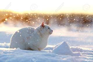 Image for the poem White Cat Caught in a Snowstorm 