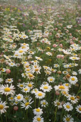 Image for the poem Wild Flowers