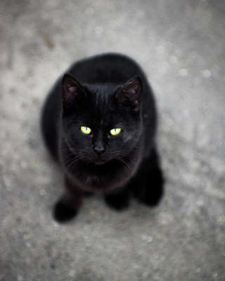 Image for the poem  Black Cat 