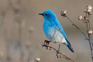 Image for the poem Bluebird