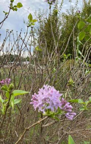 Image for the poem A Late Bloom 