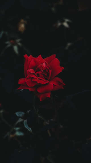 Image for the poem Dark Petal Rose