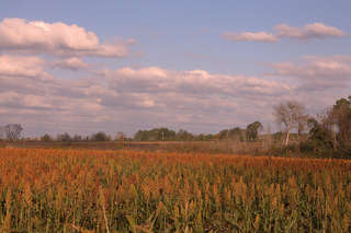 Image for the poem Sorghum Fields