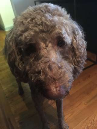 Image for the poem Dog-sitting Grits the Labradoodle