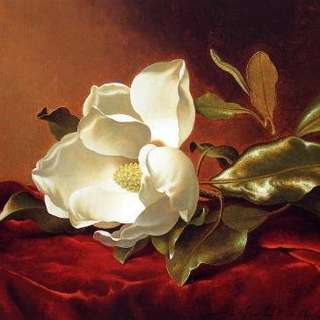 Image for the poem Gone The Magnolias