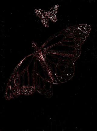 Image for the poem Cosmopolitans and Butterflies