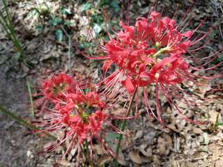 Image for the poem This Tattered Bloom